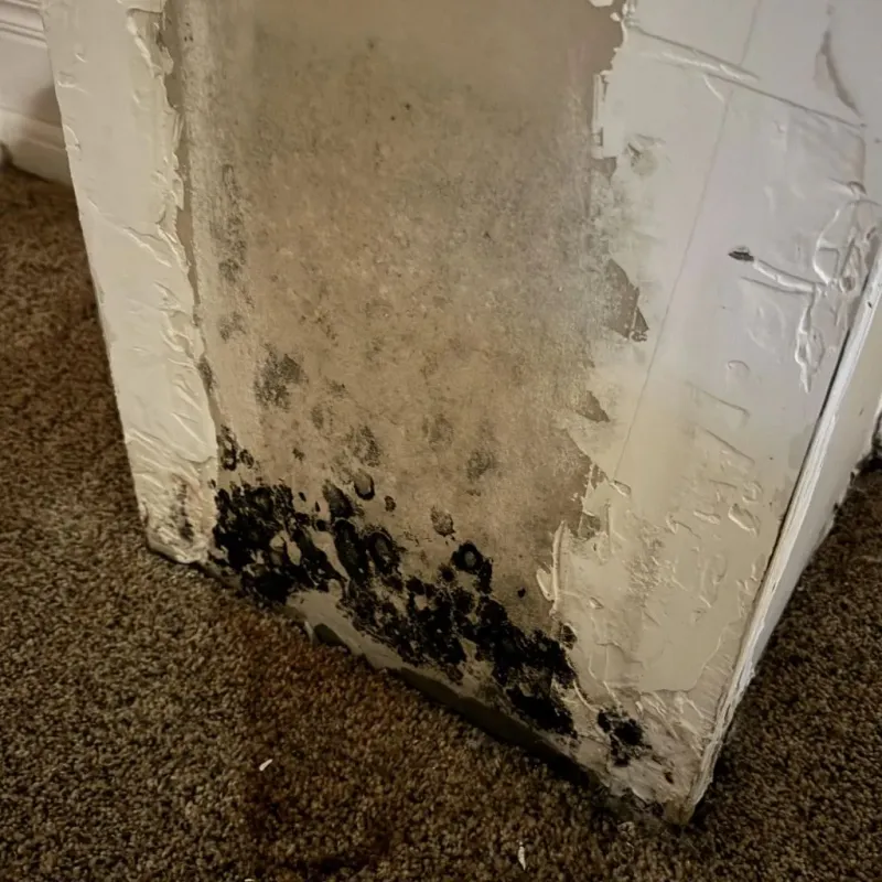 Professional Mold Removal in Bridgeville, DE